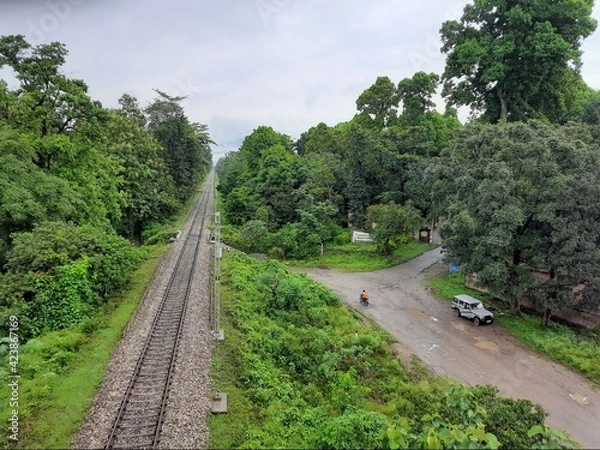 Obraz Railway tracks through a jungle