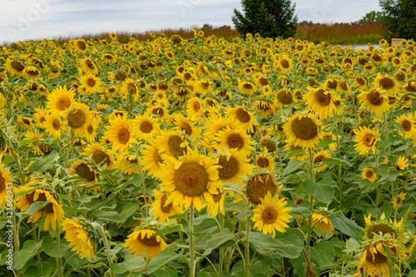 Obraz sunflowers