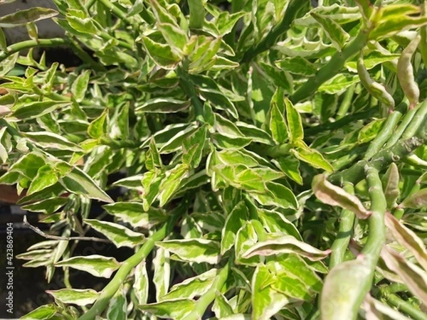 Obraz devil's backbone plant foliage close-up