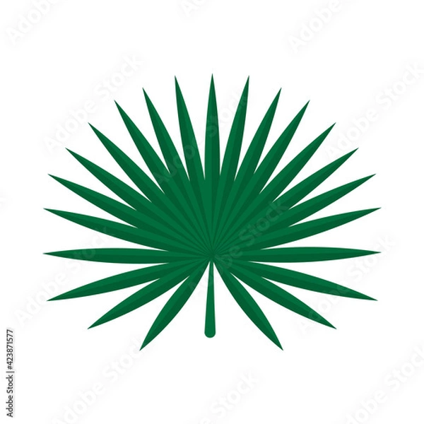 Obraz fan palm leaf