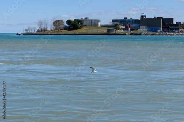 Obraz ring-billed gull