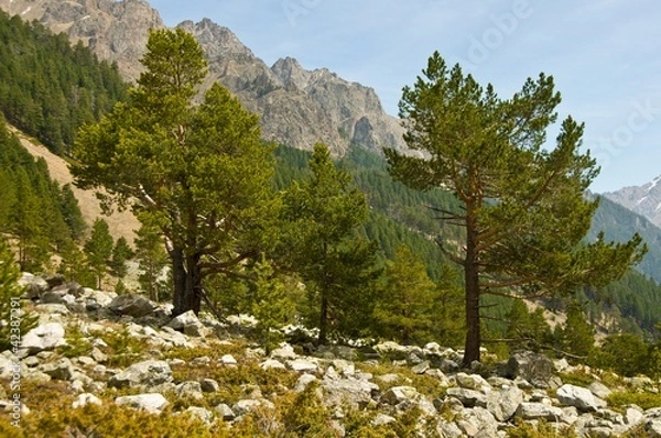 Obraz пейзаж с соснами