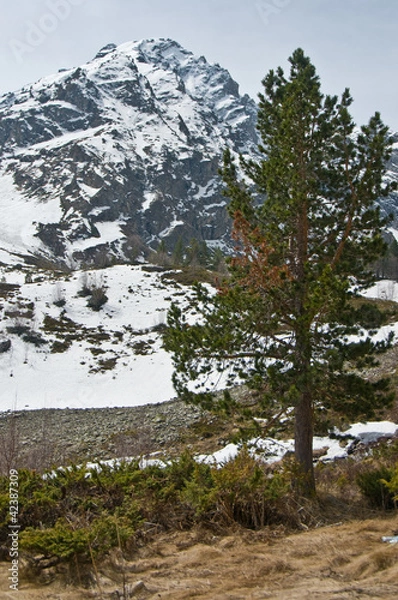 Obraz пейзаж с сосной