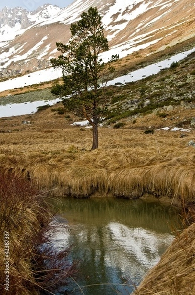 Obraz пейзаж с сосной