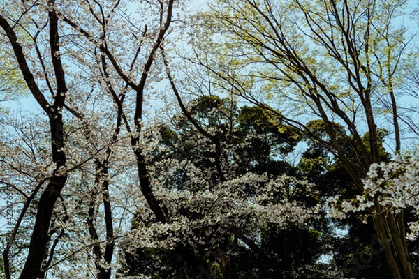 Fototapeta 桜1