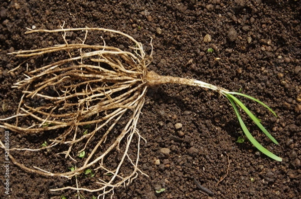 Obraz 掘り起こしたニラの苗