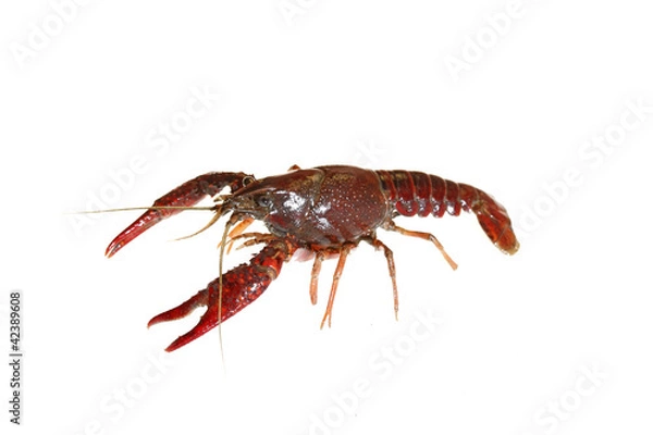 Fototapeta crawfish