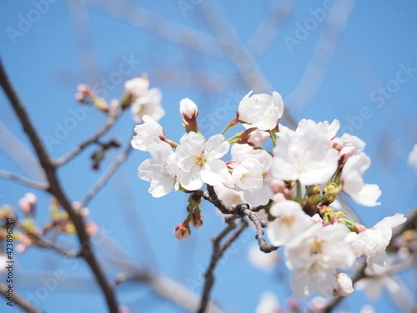 Fototapeta 桜の花びら