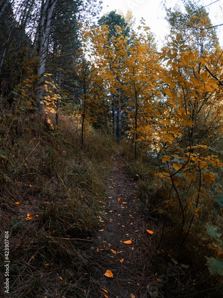 Obraz Forest trail with trees on a sunny fall day.