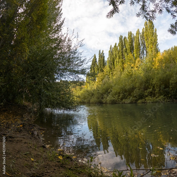 Obraz Trees by the river