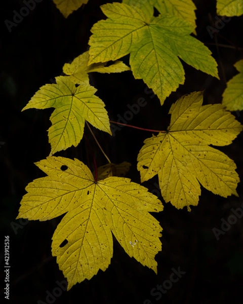 Obraz Yellow autumn leaves