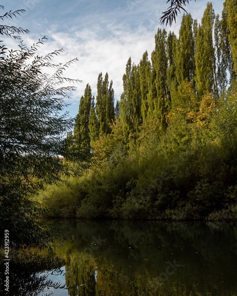 Obraz Trees by the river