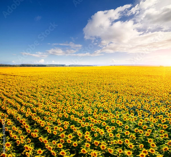 Fototapeta Idyllic yellow sunflower field in sunlight. Textural image of drone photography.