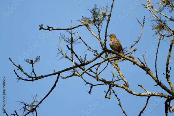 Fototapeta Song Thrush (Turdus philomelos) perched in a tree enjoying the spring sunshine