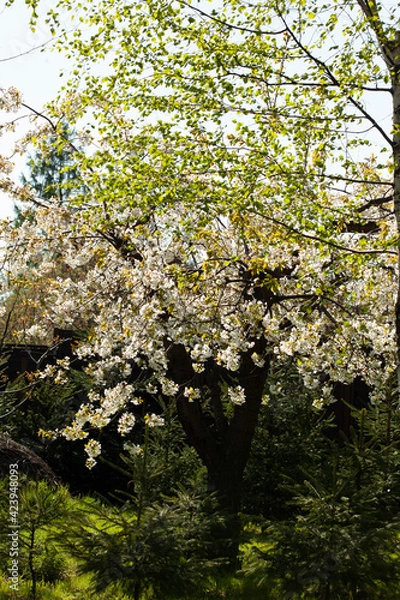 Fototapeta Spring in the park