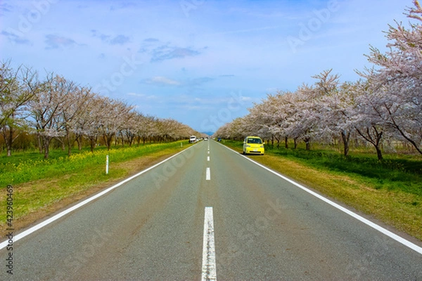 Fototapeta 一本道の桜