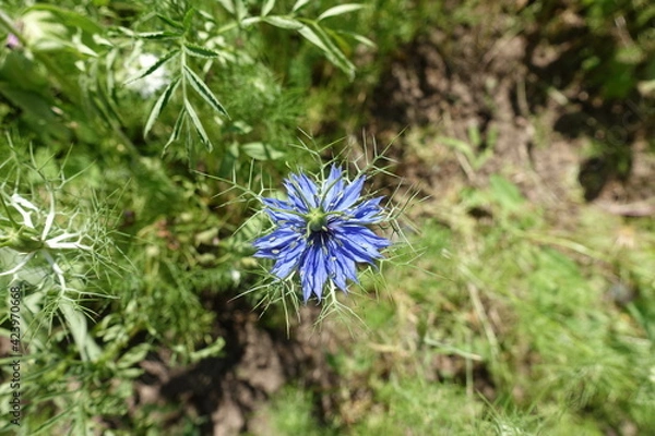 Fototapeta View of one blue flower of Nigella damascena from above