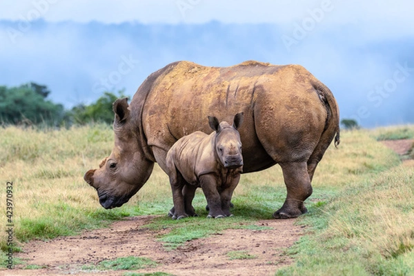 Obraz dehorned white rhino mother with small calf in the wild
