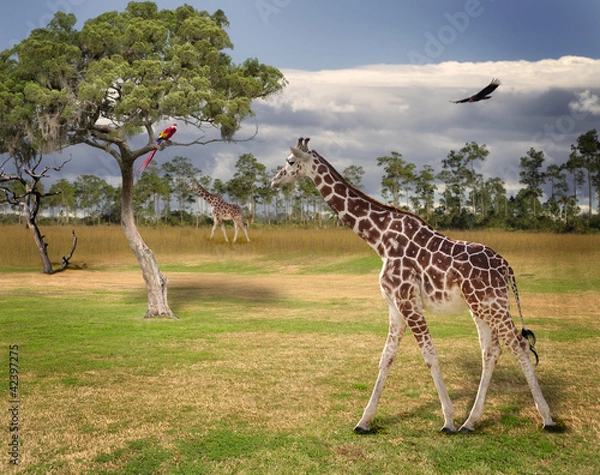 Obraz Landscape With Giraffes