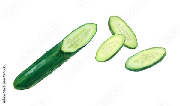 Obraz きゅうり　野菜　イラスト