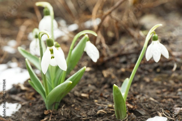 Fototapeta Beautiful blooming snowdrops growing outdoors, space for text. Spring flowers