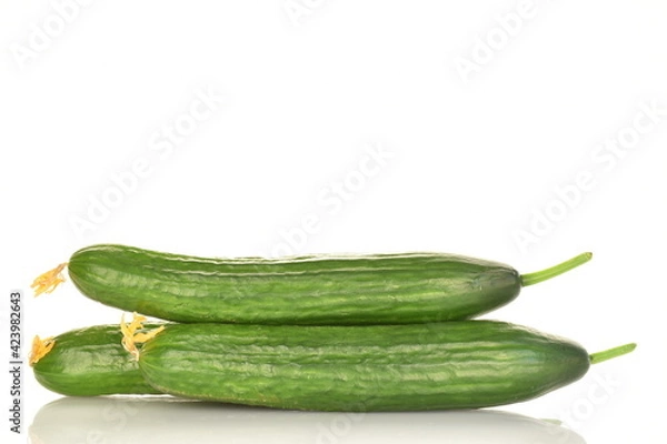 Fototapeta Three juicy green cucumbers, close-up, isolated on white.