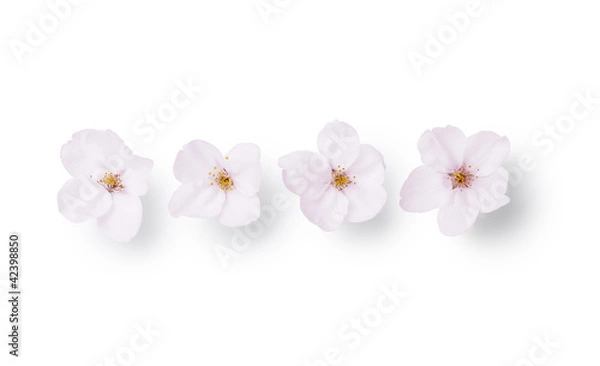 Obraz cherry-blossom