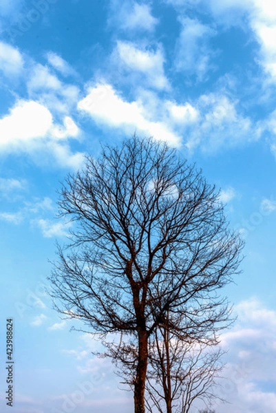 Fototapeta tree in the sky