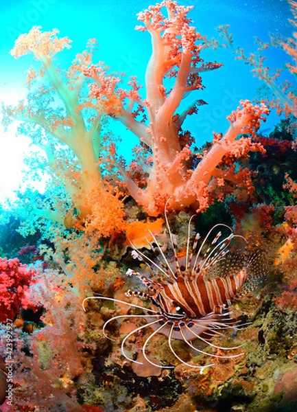 Obraz カラフルなサンゴとミノカサゴ