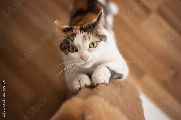 Fototapeta Cat sharpens its claws on scratching post