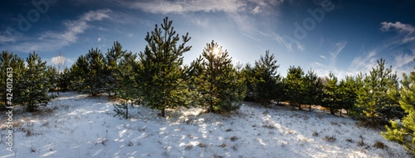 Fototapeta Fir trees, light