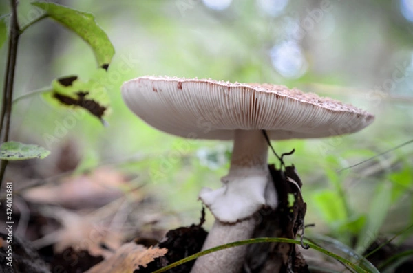 Fototapeta Mushrooms