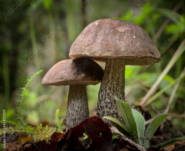Fototapeta Mushrooms