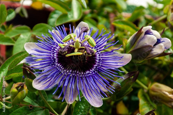 Obraz Purple passionflower flower with bright blue petals and green pistils against a background of green leaves, looks like a plant from another planet, fantastic view