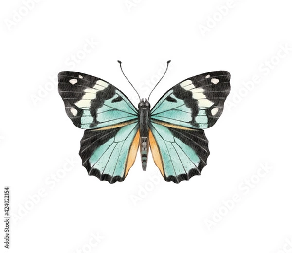 Obraz Watercolor colorful butterflies, isolated on white background. blue, yellow, pink and red butterfly spring illustration