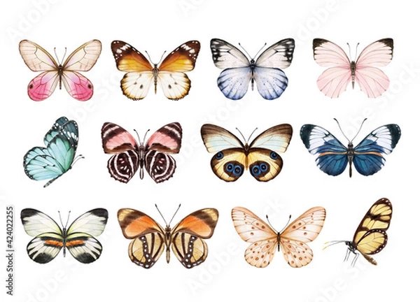 Obraz Watercolor colorful butterflies, isolated on white background. blue, yellow, pink and red butterfly spring illustration