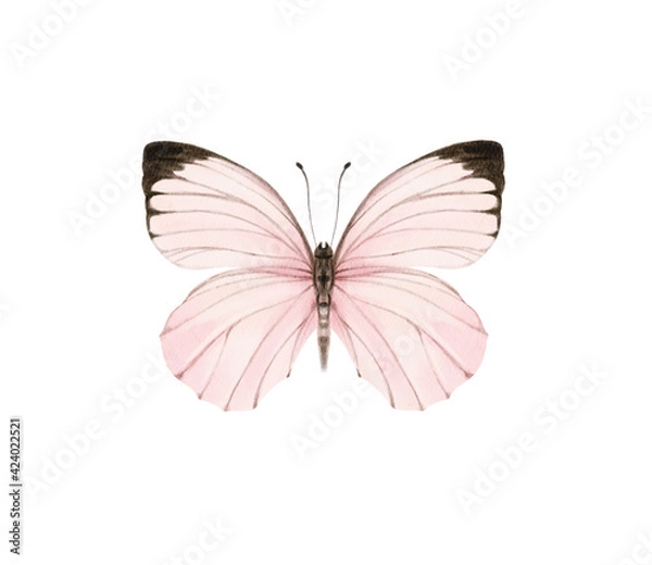 Obraz Watercolor colorful butterflies, isolated on white background. blue, yellow, pink and red butterfly spring illustration