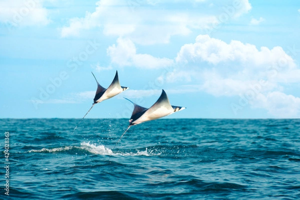 Obraz Mantarraya saltando sobre el oceano pacifico 