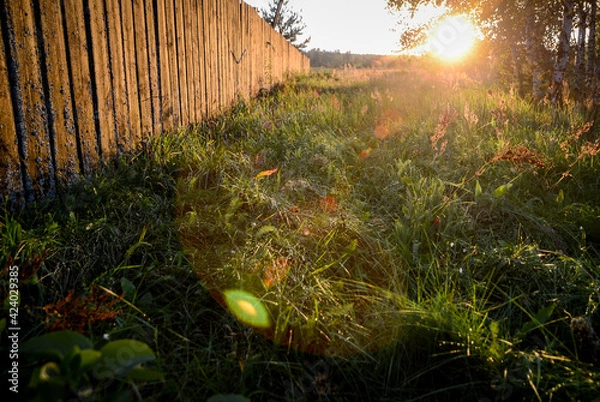 Fototapeta Sun rays and grass