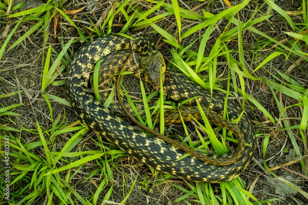 Fototapeta Buff striped keelback snake is typically nonaggressive snake