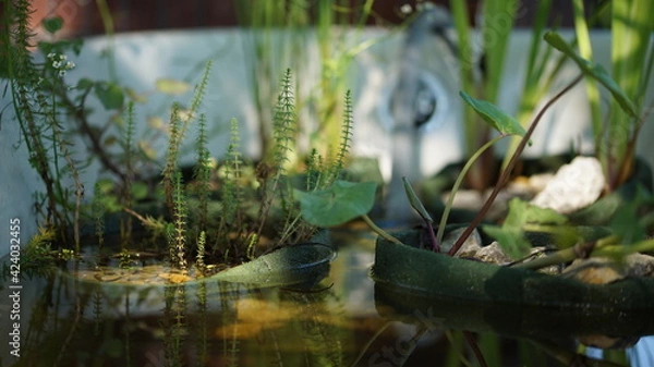 Obraz Urban gardening, different whaterplants in an old whatertub
