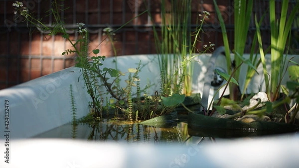 Obraz Urban gardening, different whaterplants in an old whatertub
