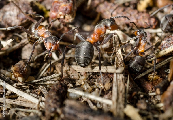 Fototapeta ants on the ground
