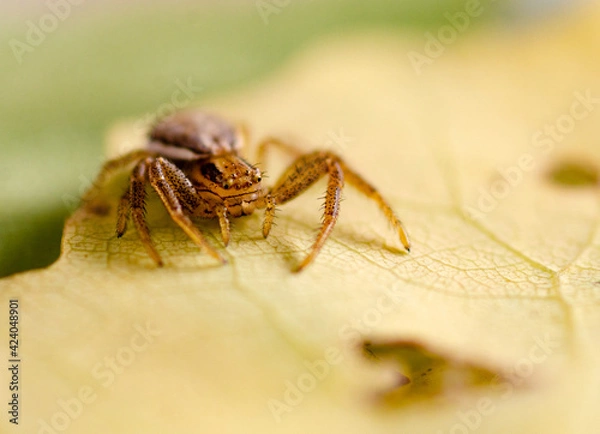 Fototapeta spider on the ground