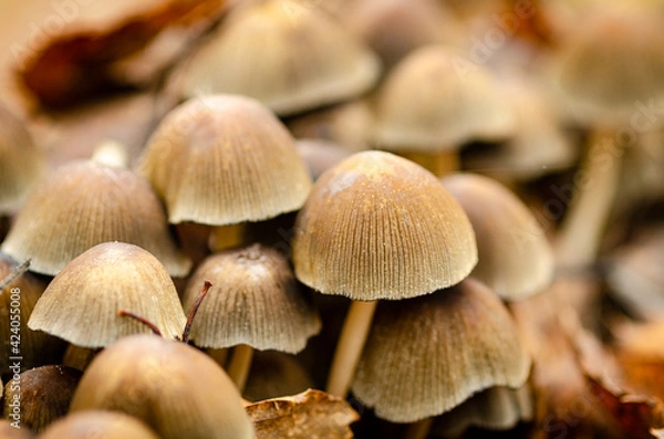 Fototapeta mushrooms