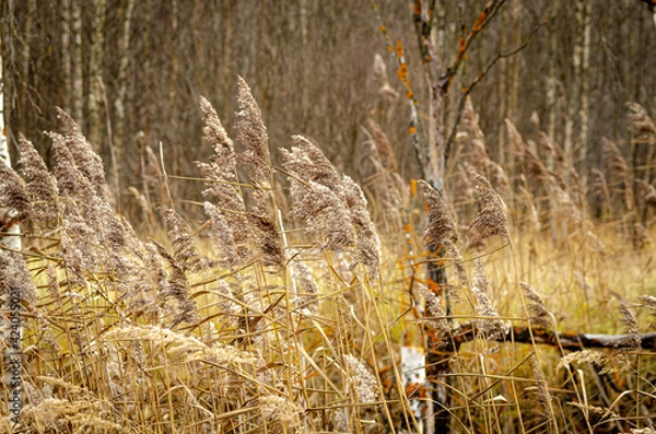 Fototapeta reeds