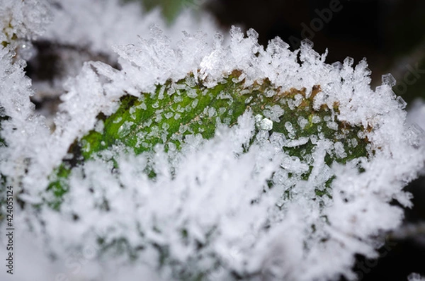 Fototapeta hoarfrost
