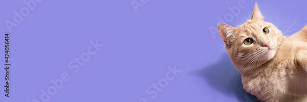Fototapeta Cat pet banner purple background overhead copy space