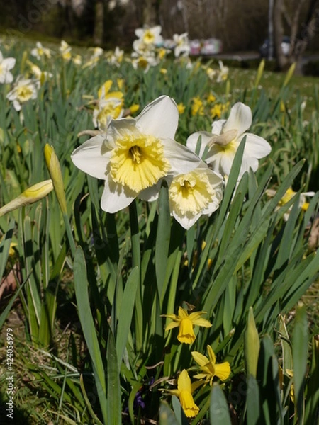 Obraz Frühlingsblumen