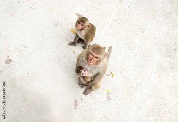 Obraz monkeys
